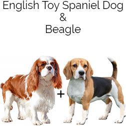 English Speagle Dog